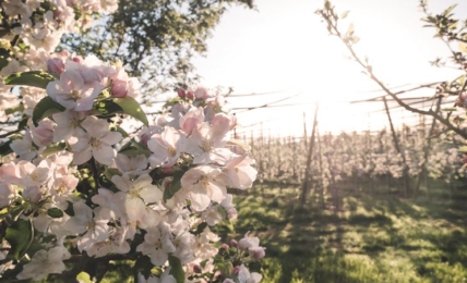 Altnau_Feierlenhof_Bluescht_Apfelbaeume (c) Thurgau Tourismus